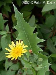 Image result for Sonchus oleraceus