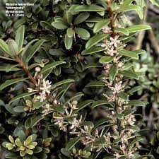 Image result for Myrsine