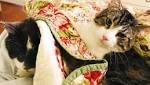  Baltimore cat, 17, has $19000 kidney transplant