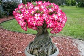 Bunga kamboja jepang adenium tripel/tumbuh merah marun. Kamboja Jepang Adenium Nama Latin Jenis Dan Deskripsi