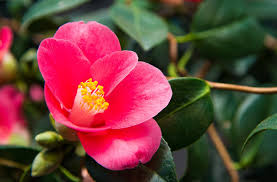 Dragon In The Clouds Camellia Japonica Unryu Has Unusual Twisting Stems And Grows Up To 6 Feet Fragrant Flowers Camellia Japonica