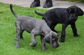 Great dane gives birth to 19 puppies. What Is The Best Diet For A Great Dane Puppy Plus Adult Diet Plan