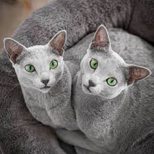 Estas Gatas Hermanas Tienen Los Mismos Fascinantes Ojos Verdes Russian Blue Russian Blue Cat Blue Cats