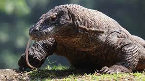 They are also captured in large numbers for the pet trade, even in protected areas. What Are The National Animals Of Southeast Asian Countries Here S A List Science