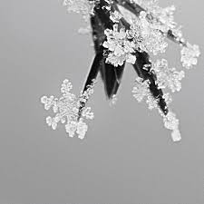 Weihnachtsstern Foto Bild Fotokunst Monochrome Fine Art