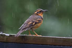 I'm yet another bird that visits florida during the wintertime. Bird In The Rain Pacific Northwest Backyard Birds Pacific Northwest Bird