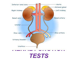 Image result for Renal Function