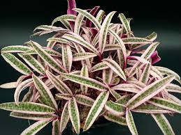 Image result for Ledebouria cordifolia