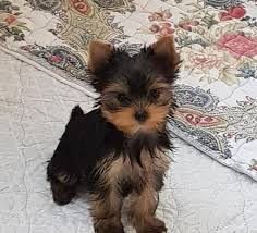Yorkiepoo puppies available for sale in texas from top breeders and individuals. Bling Male Teacup Yorkie Puppy Yorkie Puppy Miniature Yorkie Puppies