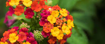 Check spelling or type a new query. The 8 Most Popular Spring Annual Flowers In Atlanta Ga Bloom N Gardens Landscape Blog