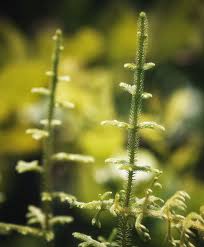 Image result for Lycopodiella cernua