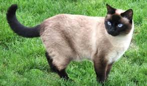 The cat fanciers association might still, this is a siamese at heart no matter the color points or tabby markings. 10 Fun Facts You Didn T Know About Seal Point Cats