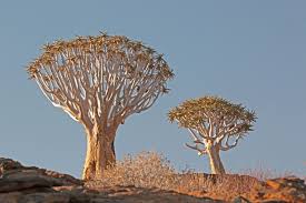 Image result for Aloidendron