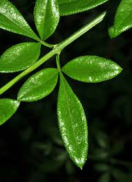 Image result for Jasminum nudiflorum