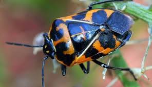 We did not find results for: 12 Organic Ways To Control Harlequin Bugs Hobby Farms