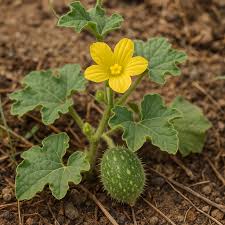 Image result for Cucumis prophetarum