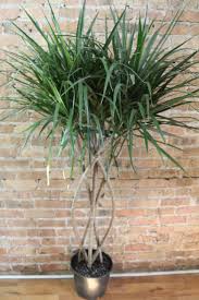 Image result for Dracaena laxissima