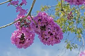 Image result for Handroanthus sp. near impetiginosus