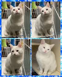 Frank Sinatra is a young,...