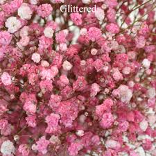 They are generally called gypsophila. Light Pink Airbrushed Baby S Breath Fiftyflowers Com