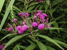 Image result for Vernonia nepetifolia