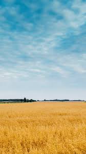 27,791 free wallpaper photos and images related images: Field And Big Sky Wallpaper Iphone Android Desktop Backgrounds