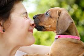 Sun Sea Bars Ridgeback Zucht A-Wurf