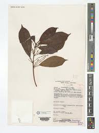 Image result for Maesobotrya floribunda