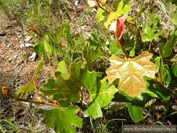 Image result for Rhoicissus tomentosa