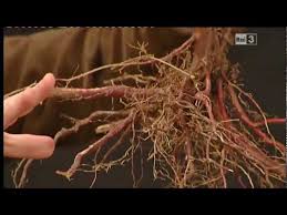 Da agooga, 26 maggio, 2010. Geo Geo Daniele Zanzi Le Radici Degli Alberi E La Messa A Dimora Youtube