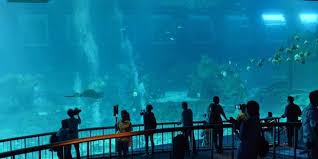 Jika belum, kini semua bisa anda rasakan di akuarium terbesar di dunia. Foto Akuarium Laut Terbesar Di Dunia Dibuka Di Singapura