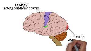 The primary somatosensory cortex (si) is located in the anterior part of the parietal lobe, where it constitutes the postcentral gyrus. 2 Minute Neuroscience Cerebral Cortex Youtube