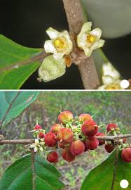 Image result for Casearia