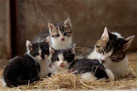 Check spelling or type a new query. 5 Manfaat Sterilisasi Pada Kucing Bikin Hidup Sejahtera