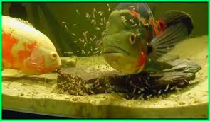 Budidaya ikan hias oscar (astronatus ocellatus) 1. Panduan Lengkap Perawatan Ikan Oscar Dunia Fauna Hewan Binatang Tumbuhan Dunia Fauna Hewan Binatang Tumbuhan