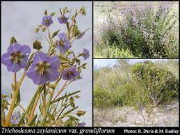 Image result for Trichodesma zeylanicum