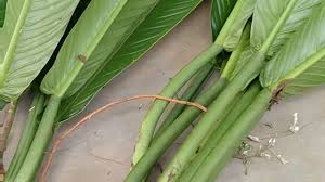 The site owner hides the web page description. Cara Memperbanyak Philodendron Lynette Dan Philodendron Green Emerald Hari Flora Landscape Youtube