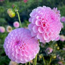 Image result for Stolzia williamsonii