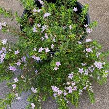 Image result for Hippocratea parvifolia