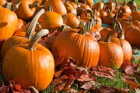 Image result for pumpkins
