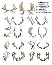 Chart For Deer Head In Silhouette Google Search Antler