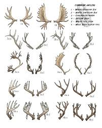 chart for deer head in silhouette google search antler