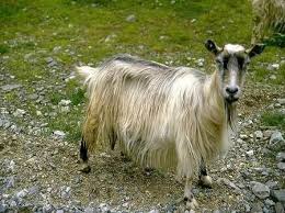 Pin By 3mmalogan On Animals Animal Kingdom Goats Long Hair Styles Wallpaper