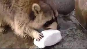 Lemonhope first appears in too old, where he escapes from the earl of lemongrab with the help of princess bubblegum, finn, and the lemon people. Racoon Gets Sad When His Cotton Candy Dissolves In Water Youtube