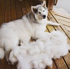 Dogs drop clumps of fur on your floor. Shaving Or De Shedding To Stay Cool What S Best For Your Dog Wet Nose Lodge Spa