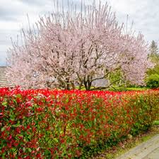 Australia is one of the largest countries on earth in terms of land area. Photinia Robusta Garden Express