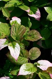 Additionally, we have some space for specialty orders. 20 Best Flowering Vines 2021 Beautiful Wall Climbing Plants