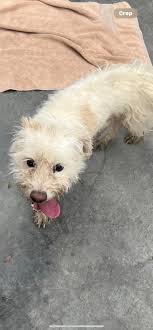 Found Cat in Downtown Gilroy