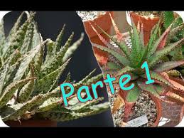 El aloe vera limpia, hidrata, regenera, nutre y protege nuestro cabello para que luzca un aspecto saludable. 25 Tipos De Aloe Tal Ves Que Nunca Habias Visto Parte 1 Youtube