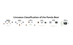 panda bear classification by bella ng on prezi